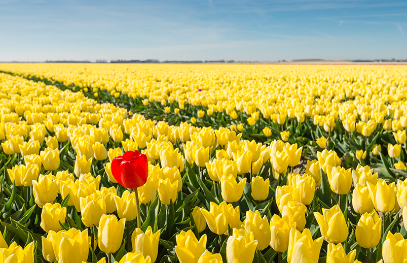 Striking,Red,Flowering,Tulip,Differs,Greatly,From,The,Many,Yellow