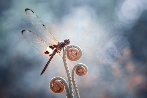 Dragonflies,Are,Insects,That,Have,Many,Types,,Shapes,And,Colors,