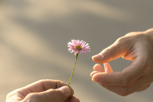 Hand,Gives,A,Wild,Flower,With,Love.,Romance,,Feelings