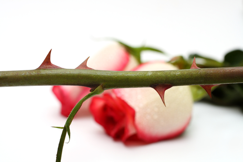 Thorns,And,Roses,Concept,On,White,Background,Macro